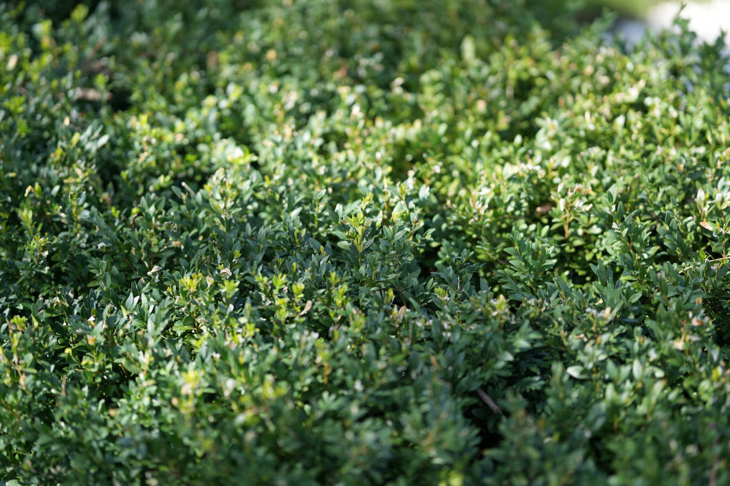 1/1250 s, f/1.4, ISO 100, 85.0 mm