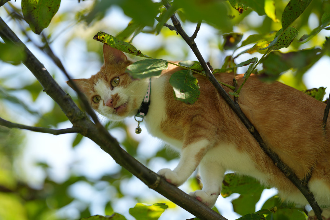 1/1250 s, f/1.4, ISO 100, 85.0 mm