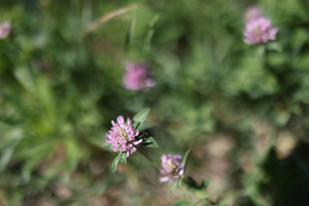 1/4000 s, f/1.4, ISO 50, 35.0 mm