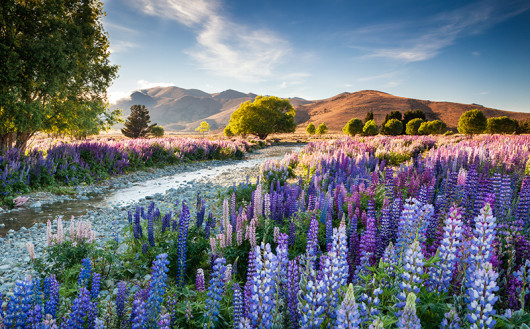 fot. Richard Bloom - laureat nagrody Grand Prix i pierwszego miejsca w kategorii Wildflower Landscapes