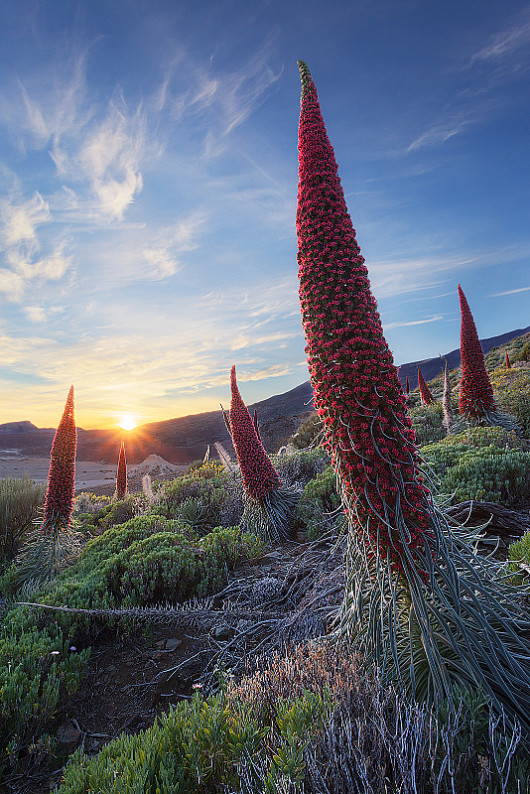 fot. Senén Medina - II miejsce w kategorii Wildflower Landscapes