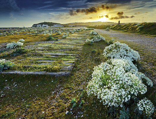fot. Matthew Thomas - III miejsce w kategorii Wildflower Landscapes