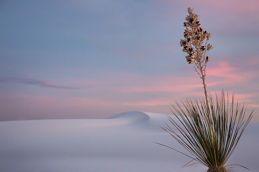 fot. Lesley Chalmers I miejsce w kategorii The Beauty of Plants