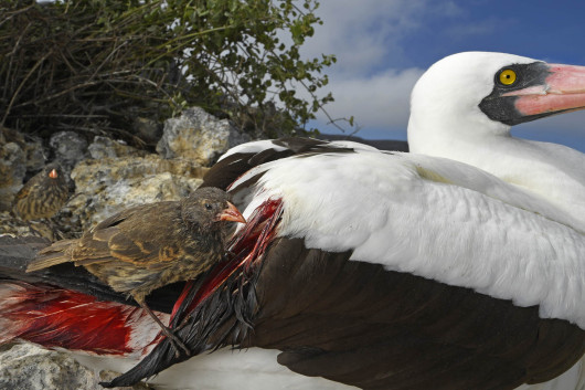 fot. Thomas P. Peschak, 1. nagroda w kategorii Behaviour: Birds / WPOTY 2018

Gdy na Wyspie Wilczej w archipelagu Galapagos zaczyna brakować pożywienia, ostrodziobe darwinki czarne zamieniają się w wampiry. Ich celem stają się głuptaki i inne duże ptaki zamieszkujące płaskowyż.

Na wyspie nie ma stałego źródła wody a opady są niewielkie. Dieta darwinków bazuje na nasionach i insektach. Gdy susza zabiera im pożywienie, by przeżyć dziobią i zaczynają pić krew swych większych towarzyszy.

Kiedyś widziałem jak na raz w ten sposób posilało się 6-7 ptaków - mówi fotograf. - Głuptaki wydają się jednak tolerować to zachowanie. Zwykle nie ruszają się z miejsca, by nie odsłaniać jaj i młodych przed słońcem, ale zachowanie darwinków nie wydaje się powodować u nich długoterminowego uszczerbku na zdrowiu.