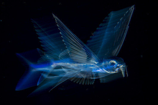fot. Michael Patrick O'Neill, 1. nagroda w kategorii Underwater / WPOTY 2018

Podczas nocnego nurkowania u wybrzeży Florydy, Michael osiągnął wreszcie swój dawno obrany cel - uchwycenie latające ryby w sposób, który ukazałby piękno tej fantastycznej istoty w ruchu.

Za dnia, zbliżenie się do nich jest niemal niemożliwe. Żyją blisko powierzchni i by uniknąć ataku drapieżnych ryb wypracowały system, który pozwala im błyskawicznie wyskoczyć z wody i szybować przez kilkaset metrów. Dopiero nocą stają się spokojniejsze, poruszając się powoli w poszukiwaniu planktonu.