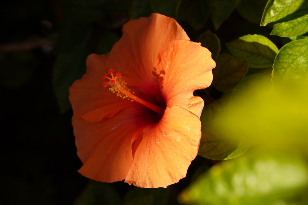 1/320 s, f/5.6, ISO 100, 50.0 mm