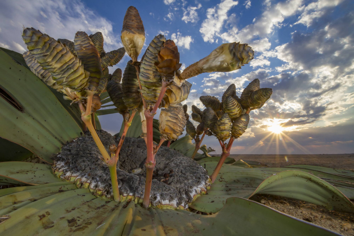 fot. Jen Guyton, 1. nagroda w kategorii Plants & Funghi / WPOTY 2018

Łodygi welwiczji przedziwnej górują nad pustynią Namib. W ciągu swojego życia welwiczja wykształca zaledwie dwa liście mogące osiągać nawet 6 metrów długości. Przyrastając u nasady, z biegiem lat stają się coraz bardziej skręcone i postrzępione. Pękają na podłużne pasy. Nigdy nie zrzucane, żyją wraz z całą rośliną kilkaset lat – najdłużej ze wszystkich liści. Służą magazynowaniu zapasów węgla w sprzyjających warunkach, dzięki czemu rośliny mogą przeżyć długie okresy susz.