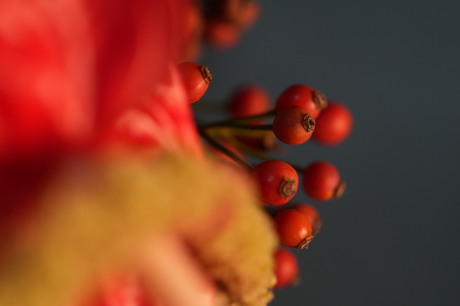 1/640 s, f/2.8, ISO 800, 100.0 mm