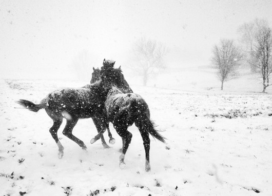 fot. Alessandra Manzotti, nagroda w kat. Black & White / Mobile Photography Awards 2020