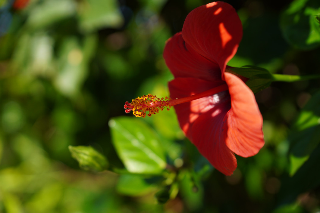 1/1000 s, f/2.8, ISO 100, 42.0 mm