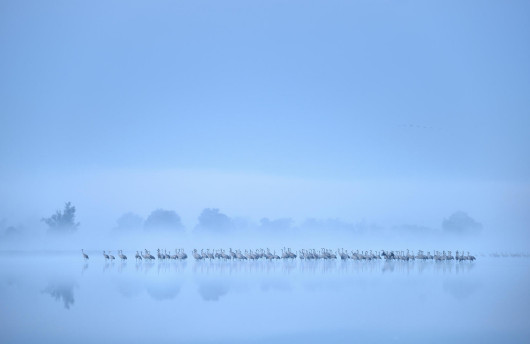 Piotr Chara - II miejsce w kategorii Birds in the Environment 2017