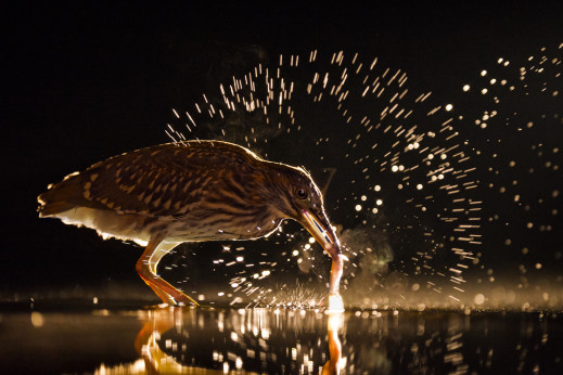 Najlepsze finałowe zdjęcia konkursu Bird Photographer Of The Year