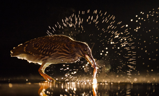  Najlepsze finałowe zdjęcia konkursu Bird Photographer Of The Year