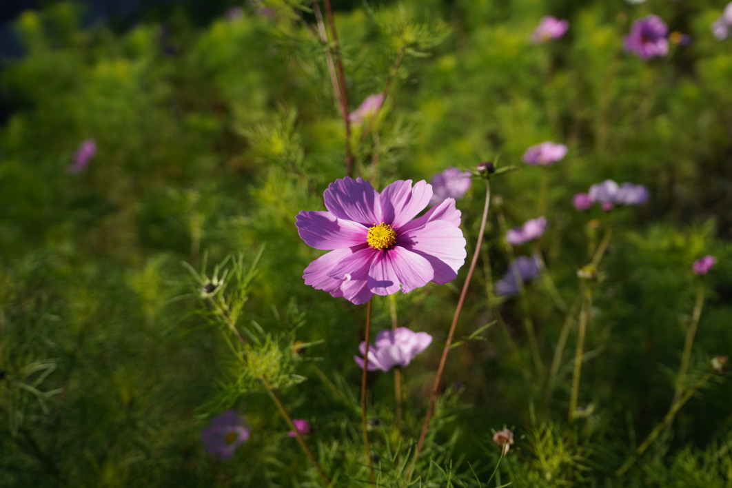 1/1600 s, f/2.8, ISO 100, 24.0 mm