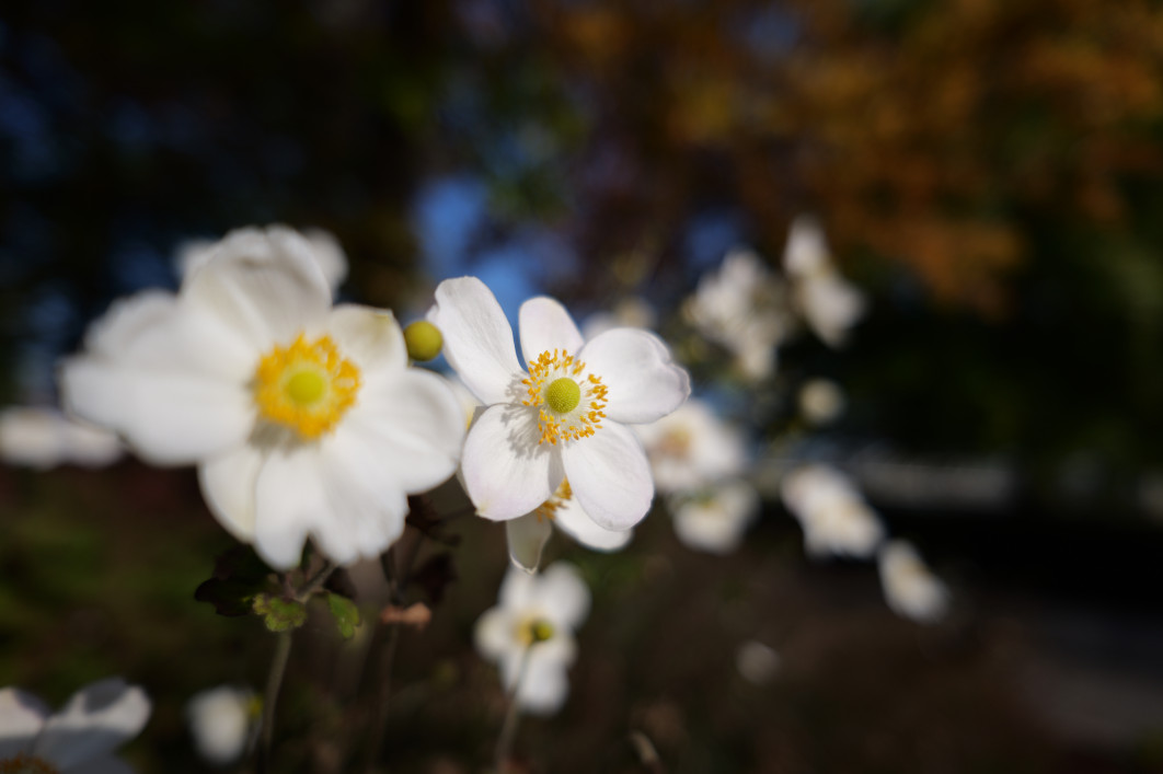 1/3200 s, f/2.5, ISO 80, 20.0 mm