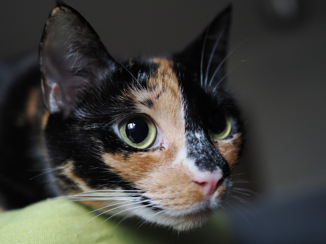 1/200 s, f/1.8, ISO 3200, 25.0 mm