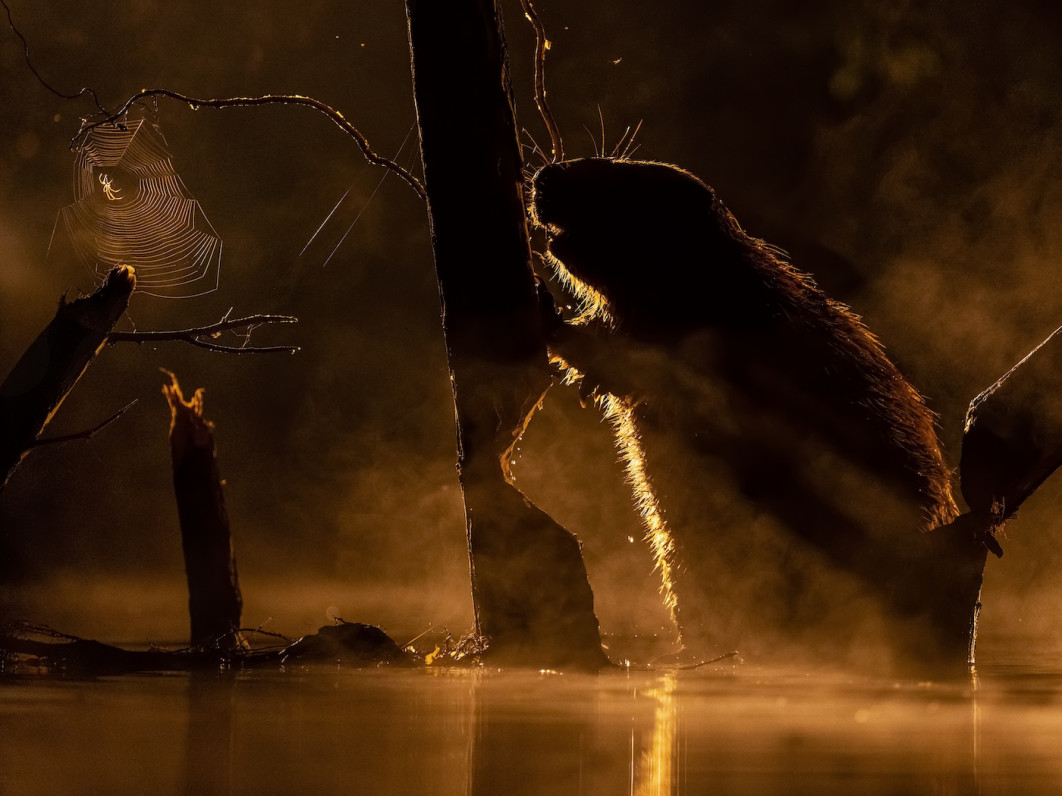 Fot. Bence Mate, "Spider Web", 3. miejsce w kat. Animals / 7. Close-up Photographer of the Year
