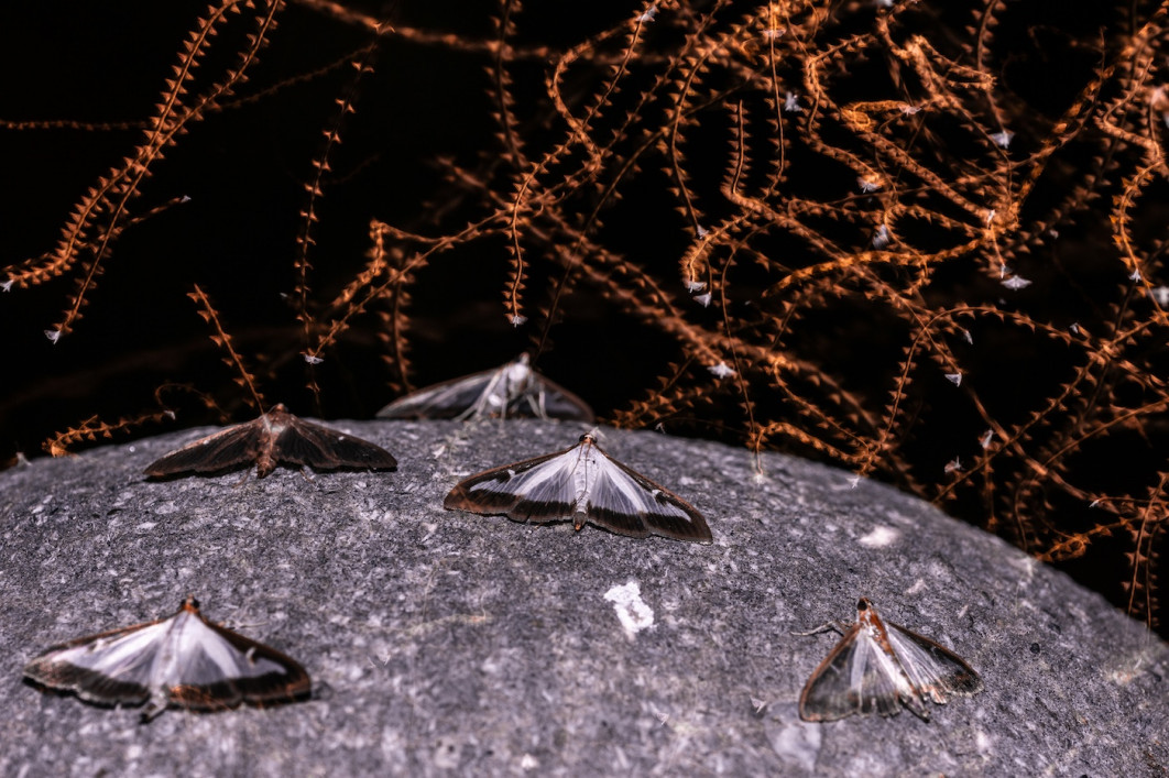 Fot. Pedro Luna, "The Invasion", 2. miejsce w kat. Butterflies / 7. Close-up Photographer of the Year