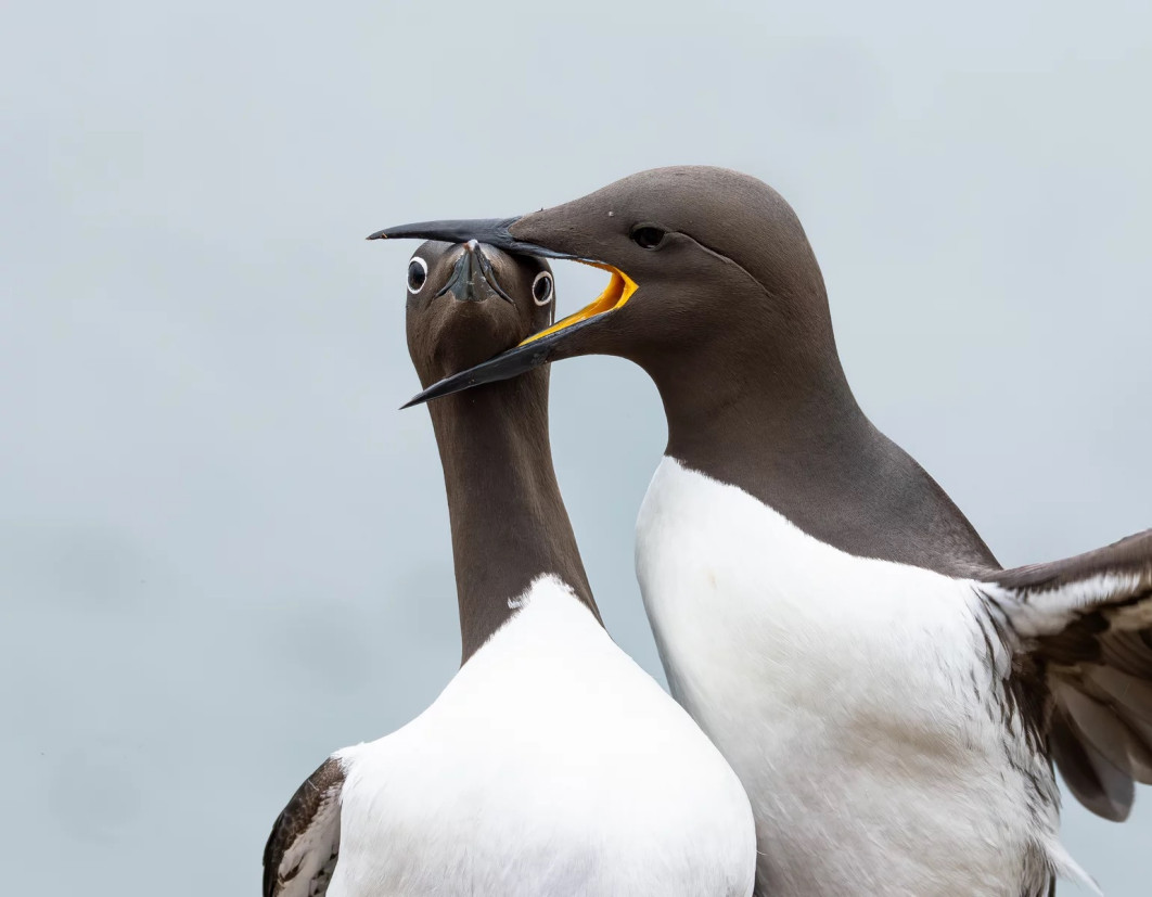 Fot. Warren Price, "Headlock", nagroda w kat. ThinkTANK Bird Award / Nikon Comedy Wildlife Photography Awards 2025