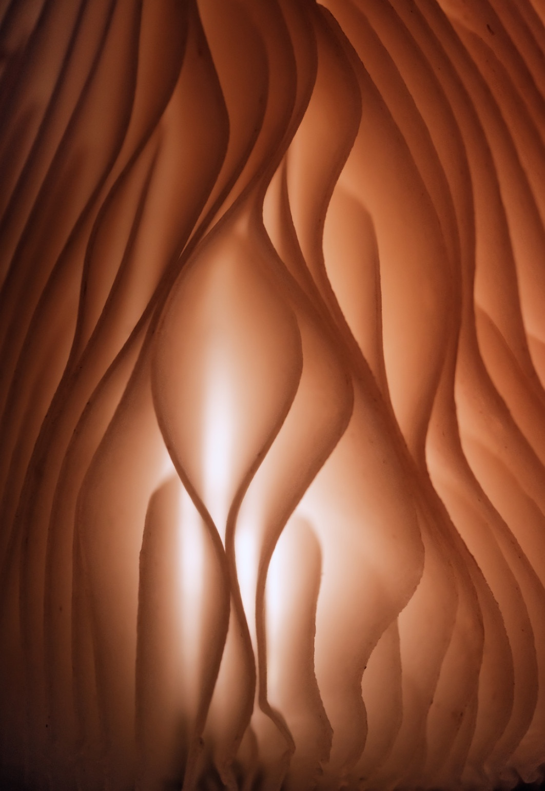 Fot. Valeria Zvereca, "Mushroom in the Nude", 1. miejsce w kat. Funghi / 7. Close-up Photographer of the Year