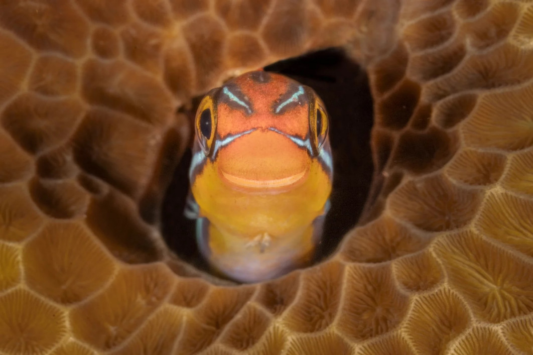 Fot. Jenny Stock, "Smiley", nagroda w kat. Fish and Other Aquatic Species Award / Nikon Comedy Wildlife Photography Awards 2025