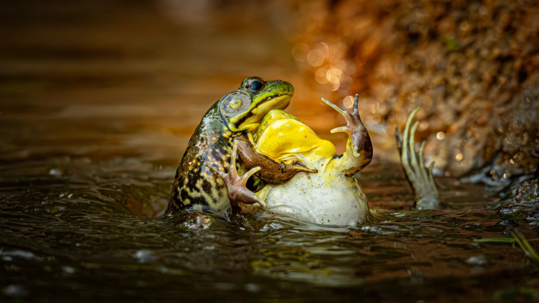Fot. Grayson Bell, "Baptism of the Unwilling Convert", nagroda w kat. Reptiles, Amphibian and Insect Award oraz 1. miejsce w kat. Junior  Photographer of the Year (Under 16) / Nikon Comedy Wildlife Photography Awards 2025