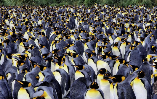 fot. Rhez Solano  / Pictures of the Year National Geographic
Pingwiny królewskie tłoczą się na plażach Gold Harbour w Georgii Południowej. Wyspa leży na odległym południowym Oceanie Atlantyckim, niedaleko Antarktydy i goszcząc około 25 000 par pingwinów królewskich, wraz z pingwinami gentoo i słoniami morskimi.
