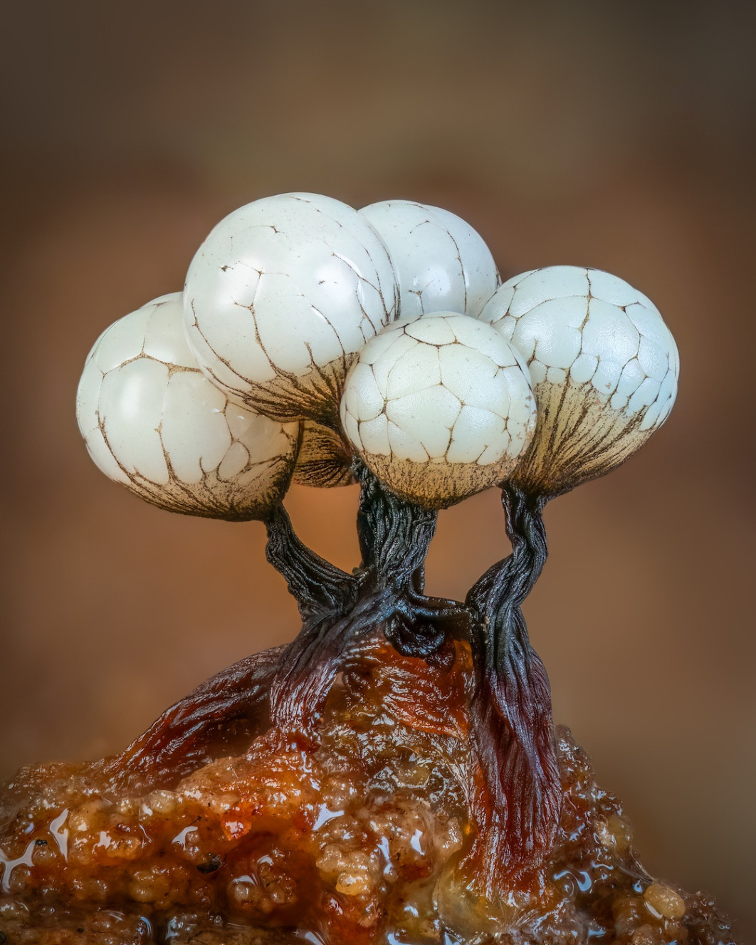 Fot. Barry Webb, "Cribaria Cluster", 2. miejsce w kat. Funghi / 7. Close-up Photographer of the Year