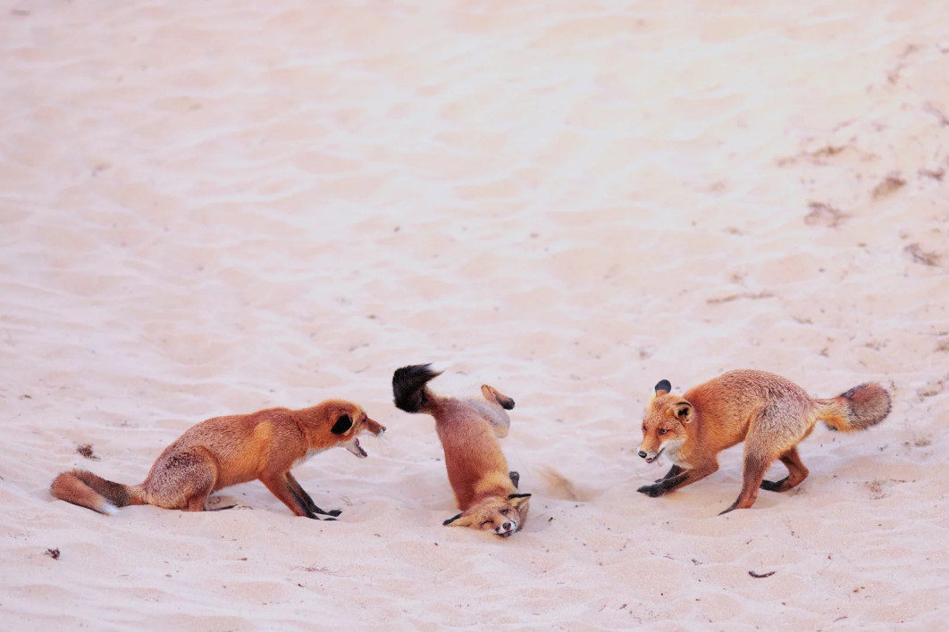 Fot. Paula Rustemeier, "Hit the dance floor - foxes in a breakdance battle", 1. miejsce w kat. Nikon Young Photographer Category (Under 25) / Nikon Comedy Wildlife Photography Awards 2025