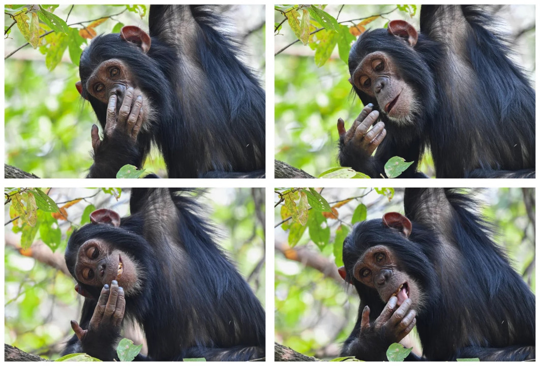 Fot. Maggie Hoffman, "Digging for Gold", nagroda w kat. Amazing Internet Portfolio Award / Nikon Comedy Wildlife Photography Awards 2025