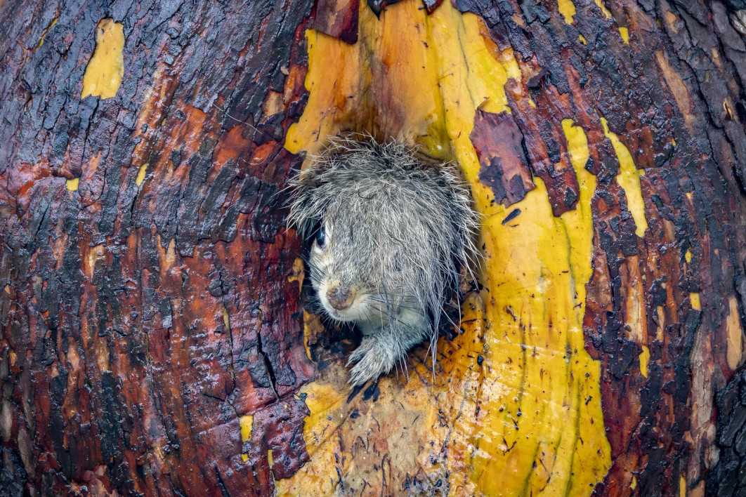 Fot. Christy Grinton, "Bad hair day", wyróżnienie / Nikon Comedy Wildlife Photography Awards 2025