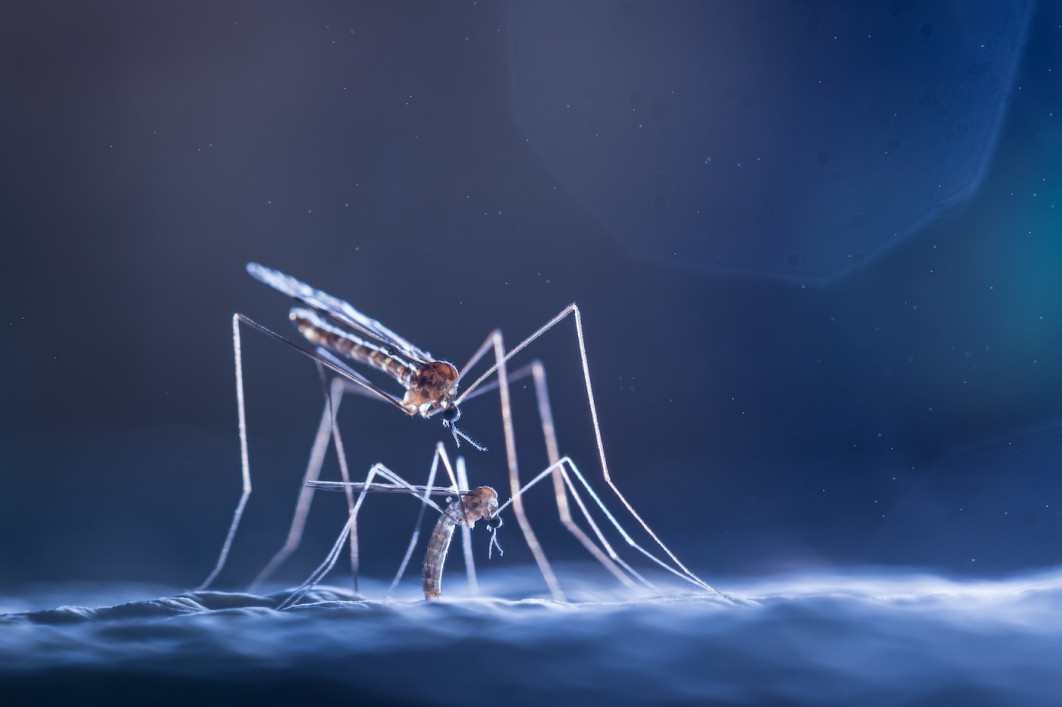 Fot. Valeria Zvereva, "Under the Stars", 2. miejsce w kat. Insects / 7. Close-up Photographer of the Year