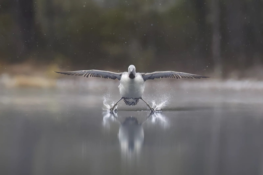 Fot. Erkko Badermann, "Landing gear down", wyróżnienie / Nikon Comedy Wildlife Photography Awards 2025 