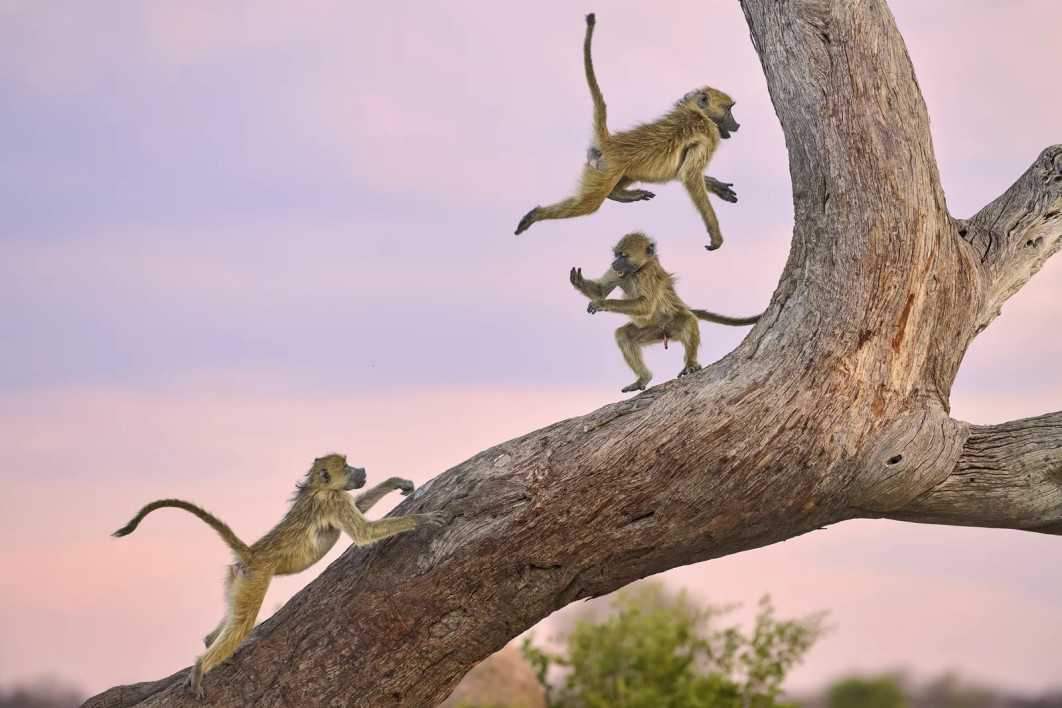 Fot. Kalin Botev, "Monkey Circus", wyróżnienie / Nikon Comedy Wildlife Photography Awards 2025 