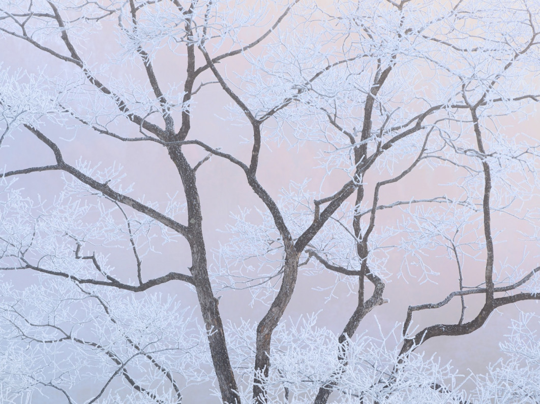 Fot. Sho Hoshino, "Dreamy State", 1. miejsce w kat. Intimate Landscape / 7. Close-up Photographer of the Year