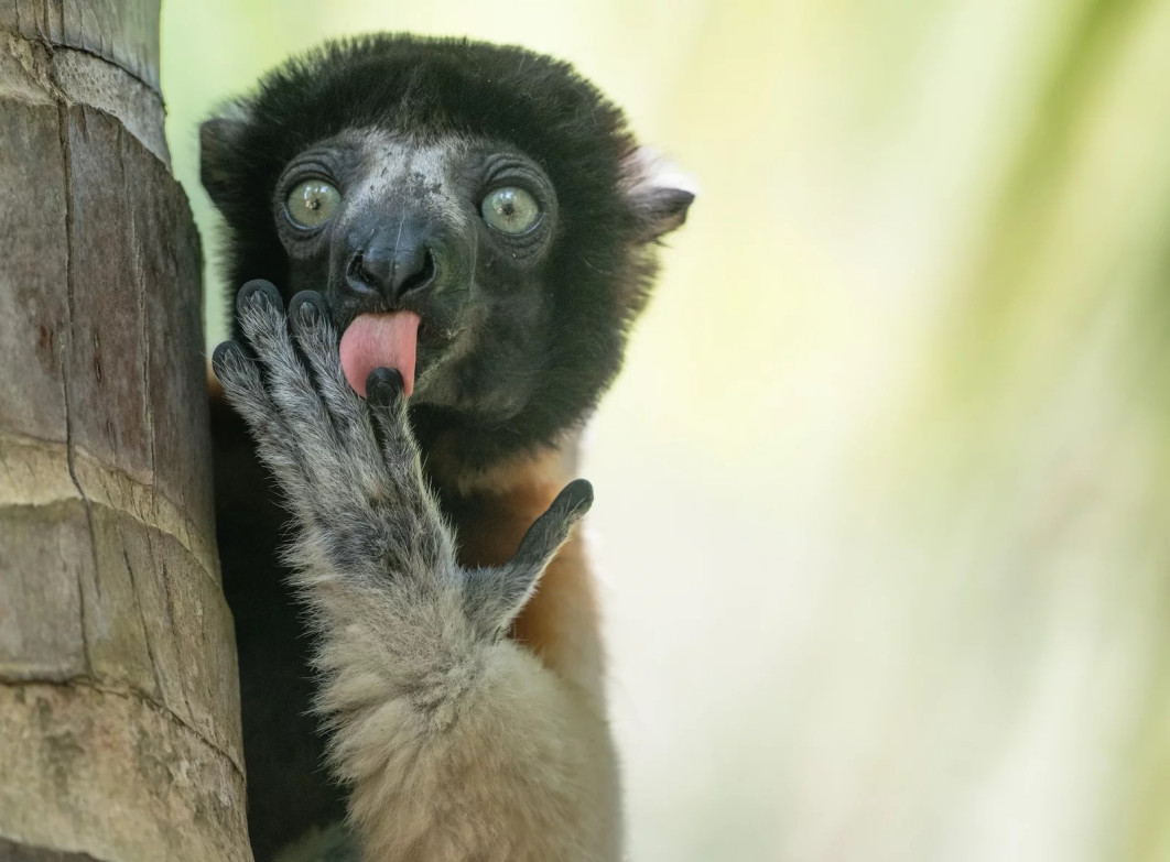 Fot. Liliana Luca, "Fonzies advertising", wyróżnienie / Nikon Comedy Wildlife Photography Awards 2025 