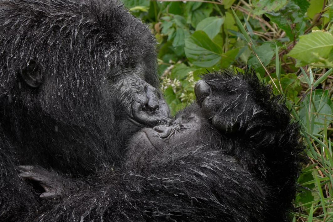 Fot. Mark Meth Cohn, "Aaaaawa - mum", wyróżnienie / Nikon Comedy Wildlife Photography Awards 2025 