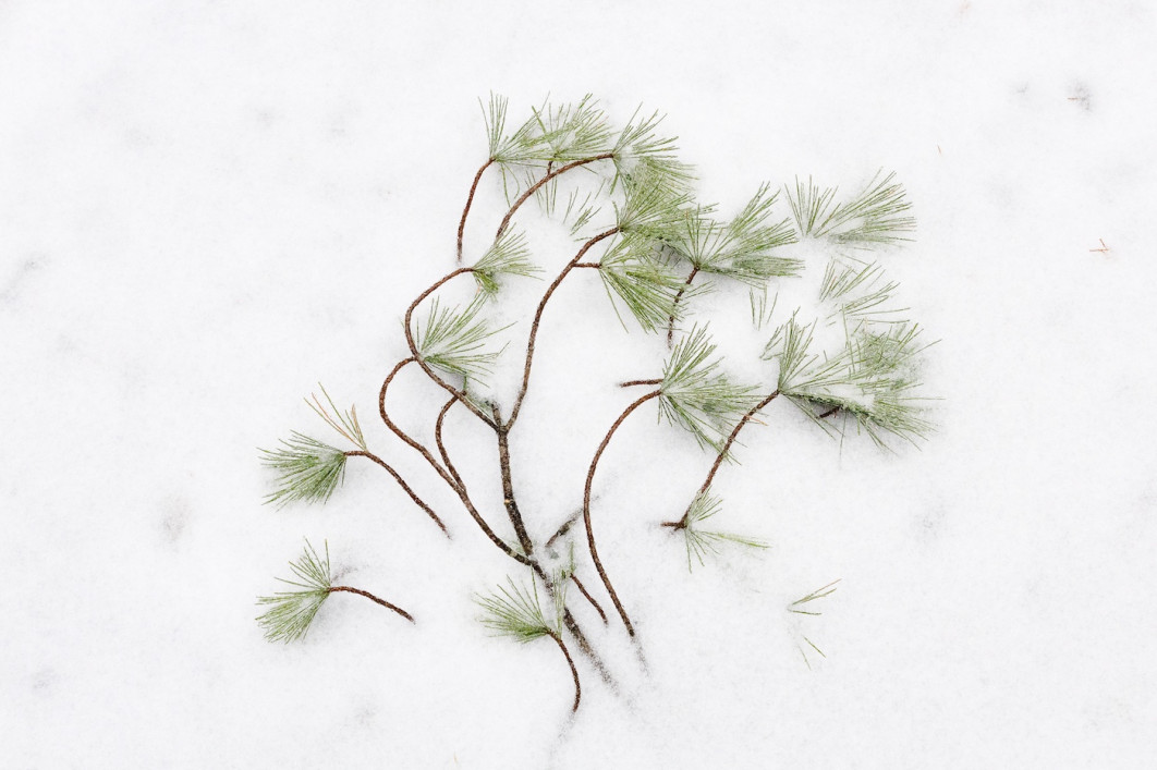Fot. Mike Weinhold, "Windswept", 3. miejsce w kat. Intimate Landscape / 7. Close-up Photographer of the Year 