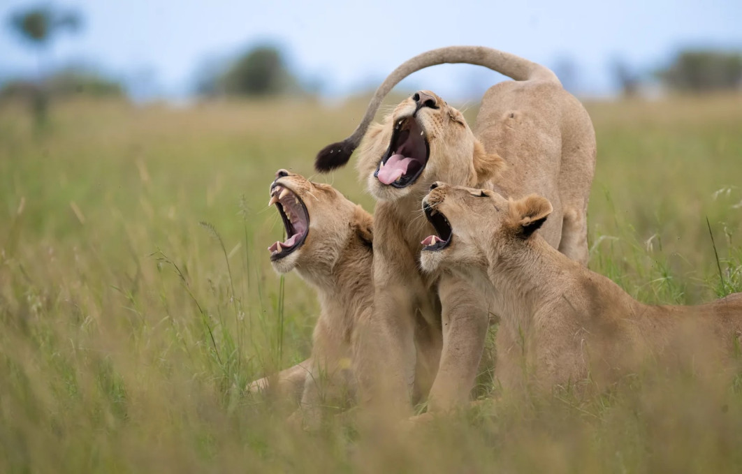 Fot. Meline Ellwanger, "The choir", wyróżnienie / Nikon Comedy Wildlife Photography Awards 2025 
