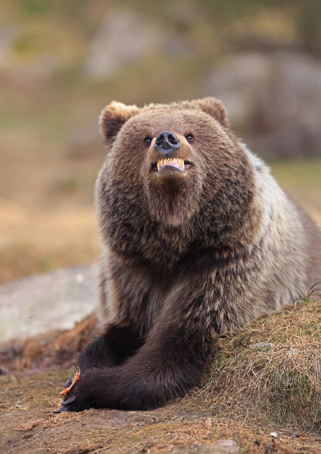 Fot. Valtteri Mulkahainen, "Smile - you're being photographed", wyróżnienie / Nikon Comedy Wildlife Photography Awards 2025 
