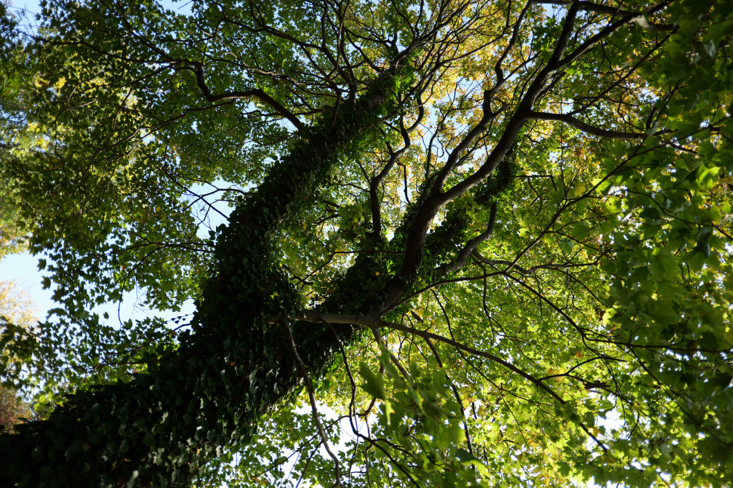 1/250 s, f/2.5, ISO 80, 20.0 mm