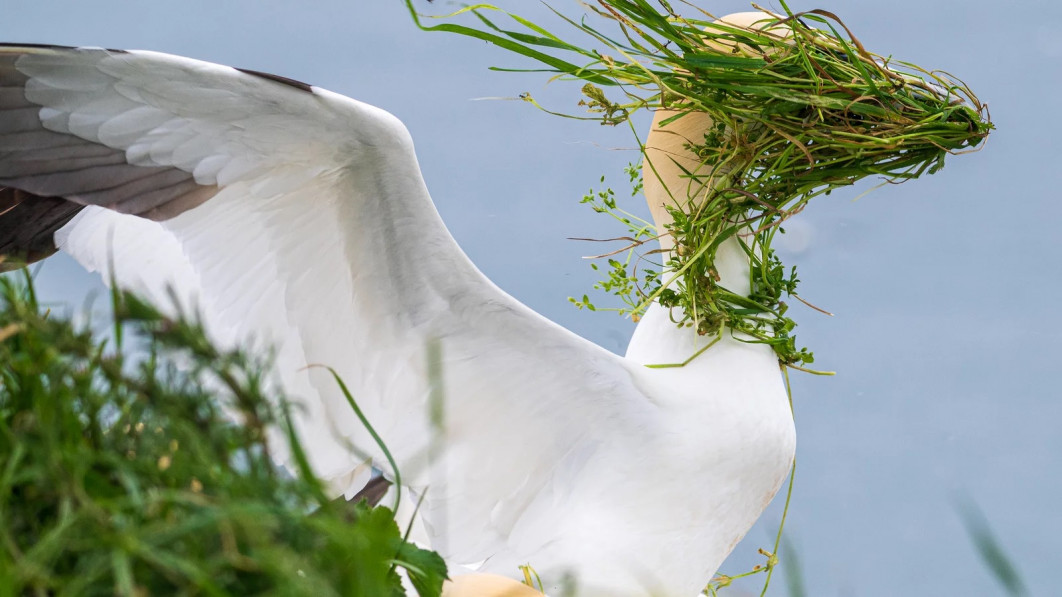 Fot. Alison Tuck, "Now which direction is my nest”, wyróżnienie / Nikon Comedy Wildlife Photography Awards 2025 