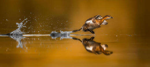 Oto najlepsze zdjęcia nagrodzone w Bird Photographer Of The Year 2017. Wśród laureatów jest Polak!