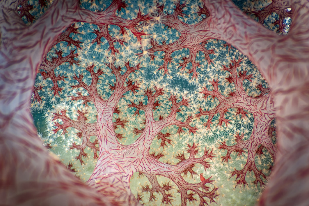 Fot. Ross Gudgeon, "Fractal Forest", 1. miejsce w kat. Underwater / 7. Close-up Photographer of the Year
