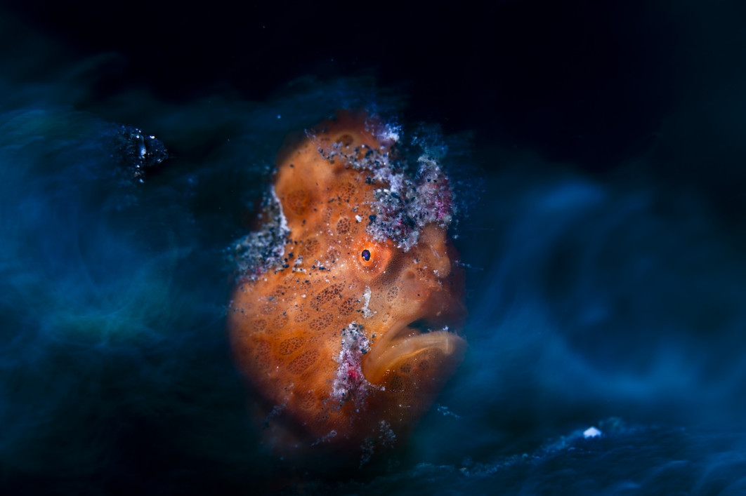 Fot. Daniel Sly, "Etheral Frogfish", 2. miejsce w kat. Underwater / 7. Close-up Photographer of the Year