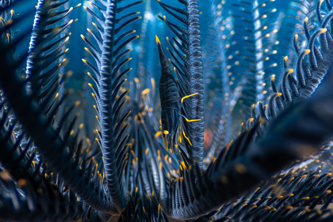 Fot. Luis Arpa, "Featherhome", 3. miejsce w kat. Underwater / 7. Close-up Photographer of the Year