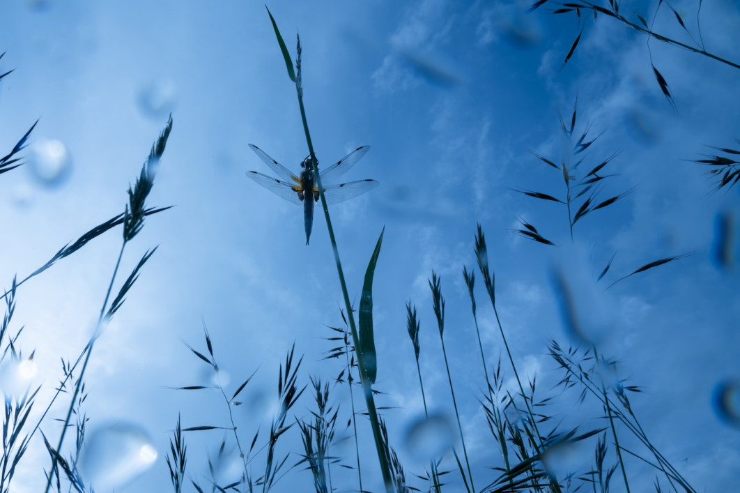 Fot. Gaspard Buriez, "In the Rain", 2. miejsce w kat. Young / 7. Close-up Photographer of the Year