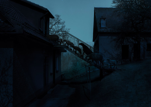I miejsce w kategorii Altered Images © Adam Żądło Stairs  (wszystkie prawa zastrzeżone) / Smithsonian Photo Contest 2017 (www.smithsonianmag.com) / Nie ma wielu innych zwierząt tak produktywnych jak owce. Dają nam wełnę, mleko, mięso. Ich wspomnienia są zazwyczaj krótkie. Pula imion jest powtarzana co dwa lata w naszym gospodarstwie. Mieliśmy już dwie Królowe, trzech Theo i cztery Bajki.