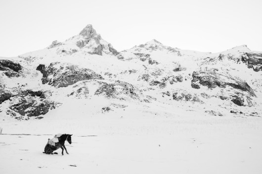 fot. Frederik Buyckx, Belgia, Fotograf Roku SWPA 2017

Horse Head - Koń od zawsze pełnił ważną rolę w na wpół nomadycznym życiu mieszkańców Kirgistanu. Jest niezbędnym przy zaganianiu owiec, a jego mleko i mięso jest ważnym elementem diety mieszkańców. Jest także sposobem na spędzanie wolnego czasu. Kirgijczycy lubią odpoczywać na ich grzbietach i często grają na nich w różnego rodzaju gry, jak na przykład Kok Boru, gdzie drużyny na koniach walczą między sobą o tuszę owcy.