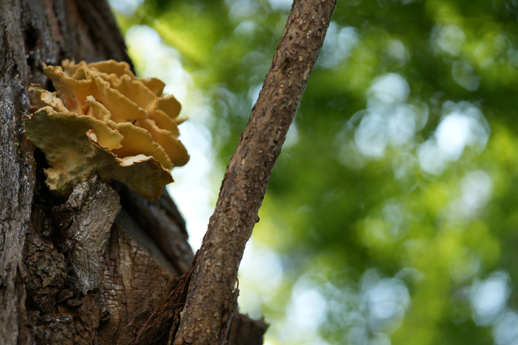 1/1000 s, f/1.4, ISO 100, 85 mm